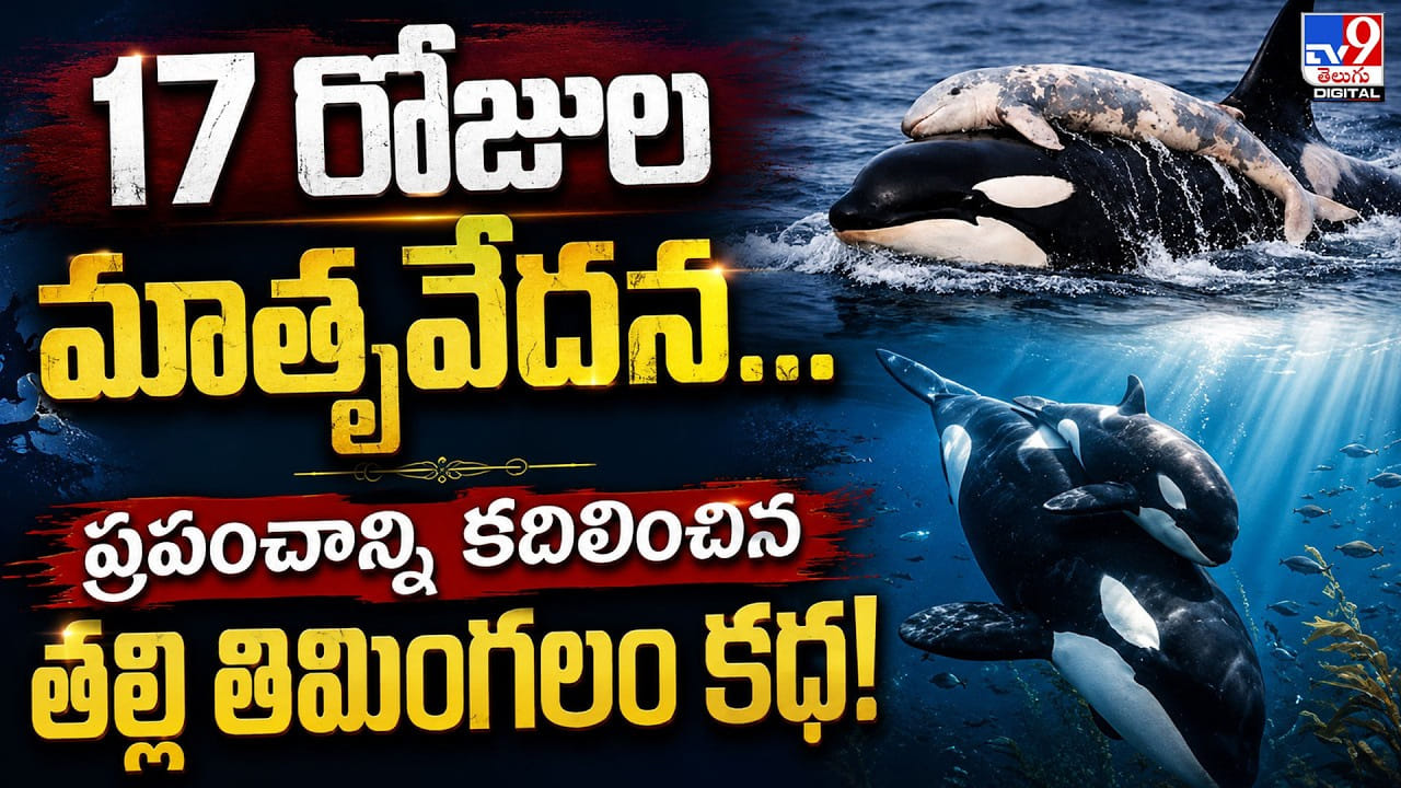 17 రోజుల పాటు చనిపోయిన పిల్లను మోసిన తల్లి తిమింగలం