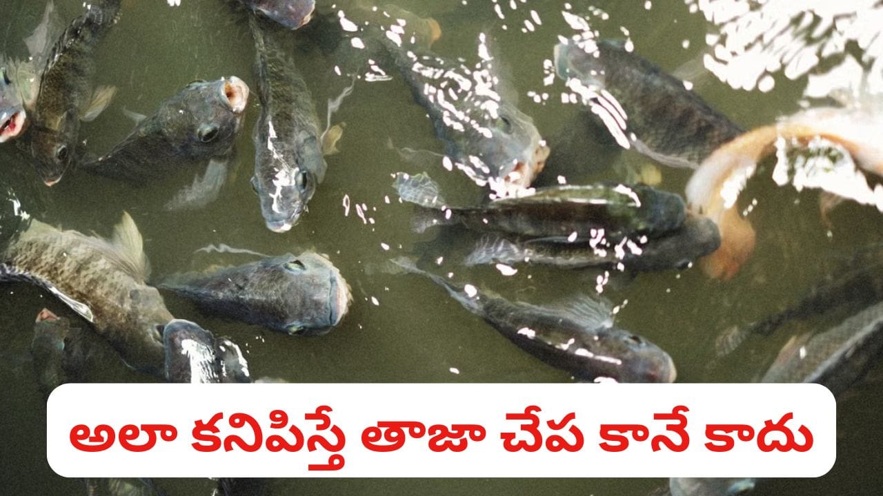 చేపలు కొనేటప్పుడు ఈ విషయాలు గమనించండి