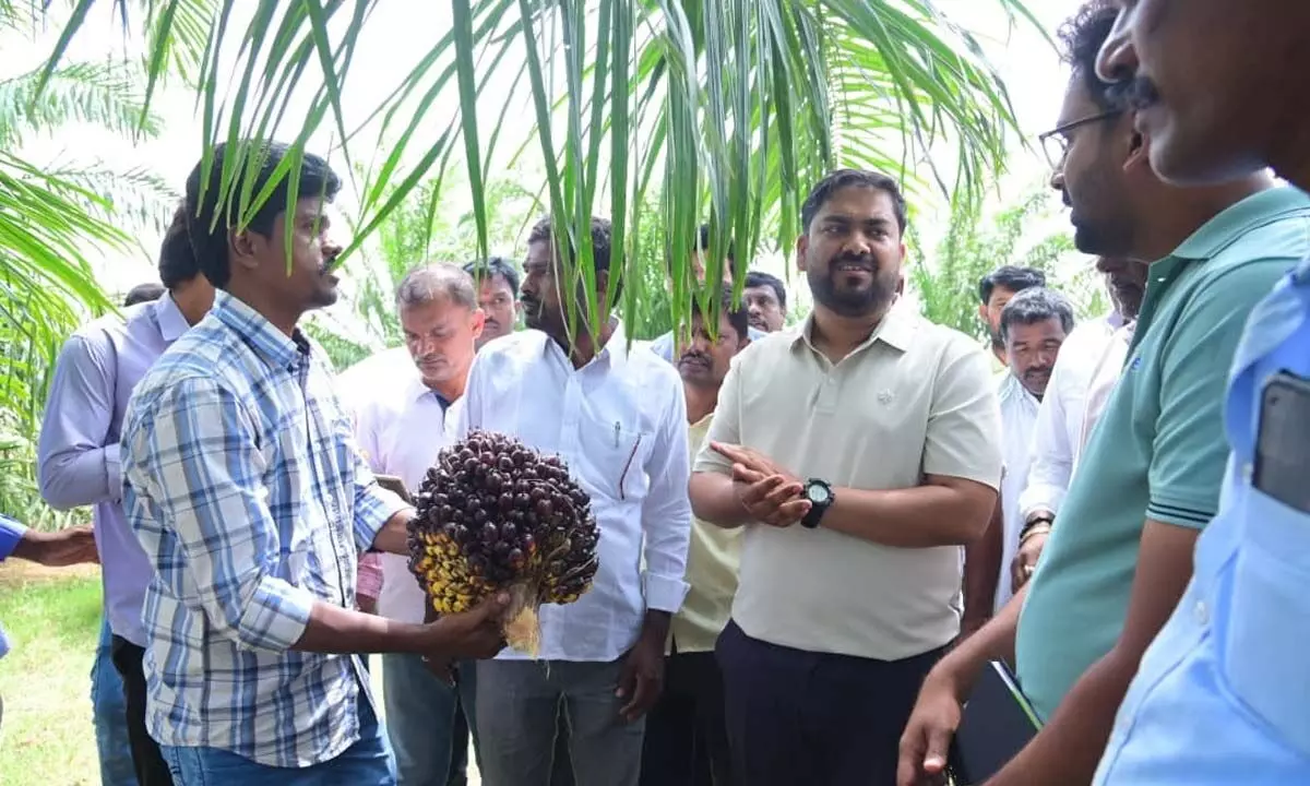 నాగర్కర్నూల్లో ఆయిల్ పామ్ సాగు: రైతులకు లక్షల్లో ఆదాయం