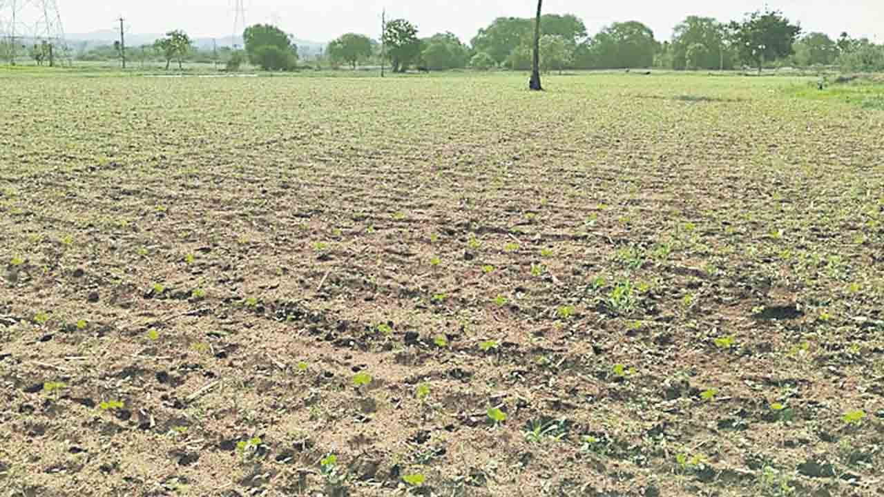 సిద్దిపేట జిల్లాలో వర్షాభావం: కరువు కోరల్లో హుస్నాబాద్ మెట్ట ప్రాంతం