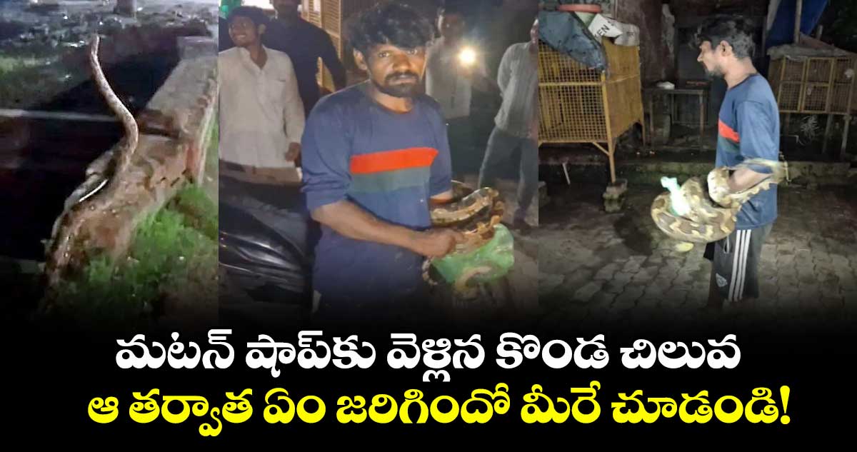 బారాబంకి మటన్ షాపులోకి 15 అడుగుల కొండచిలువ