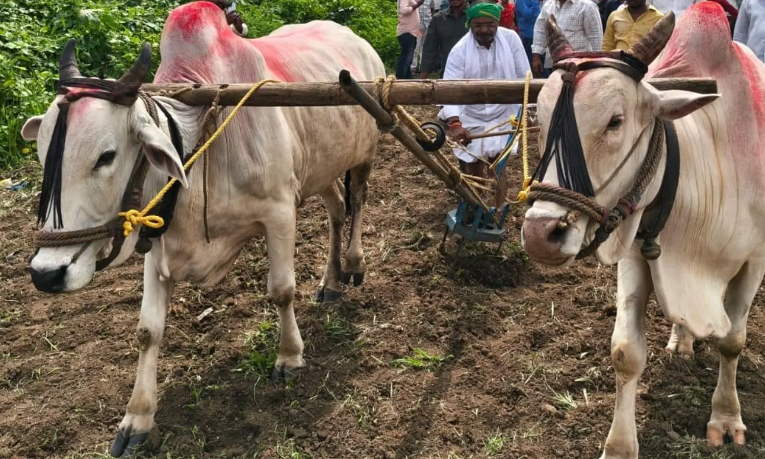 బయ్యారంలో స్మార్ట్ రేషన్ కార్డుల పంపిణీ, ప్రత్యామ్నాయ పంటలపై రైతులకు అవగాహన