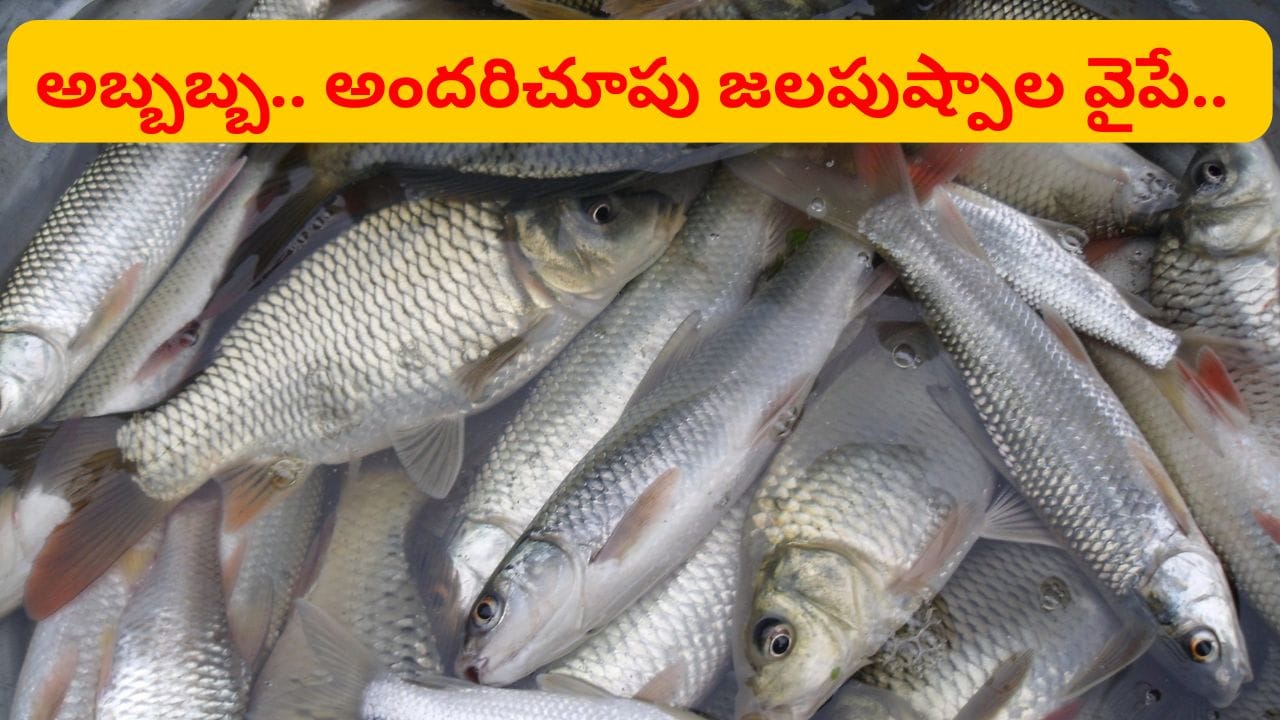 చేపల ఆహారంతో ఆరోగ్య ప్రయోజనాలు: నిపుణుల సూచన