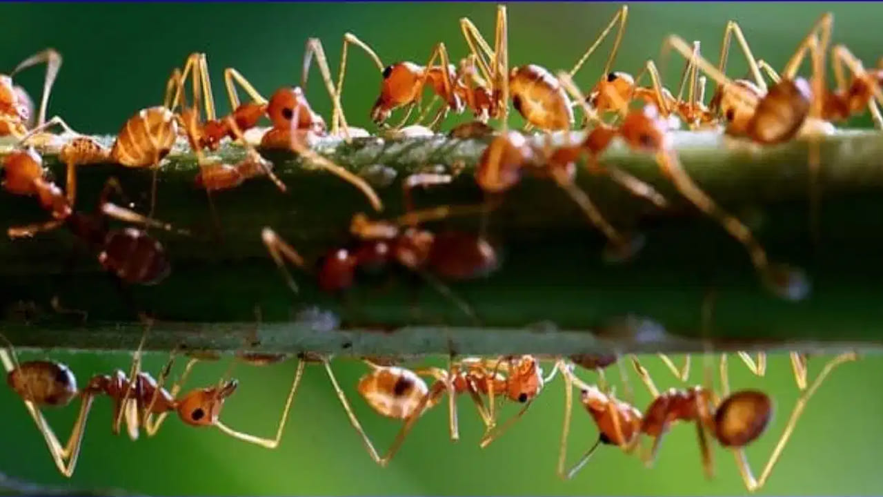 చీమల వరుస క్రమానికి రహస్యం: ఫెరోమోన్లు పాత్ర