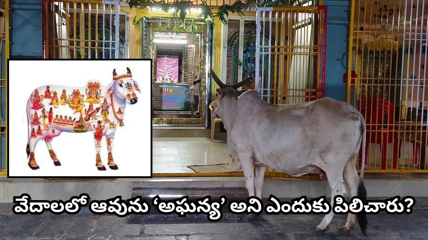 హిందూ సంప్రదాయంలో ఆవును 'గోమాత' అని ఎందుకు పిలుస్తారు?