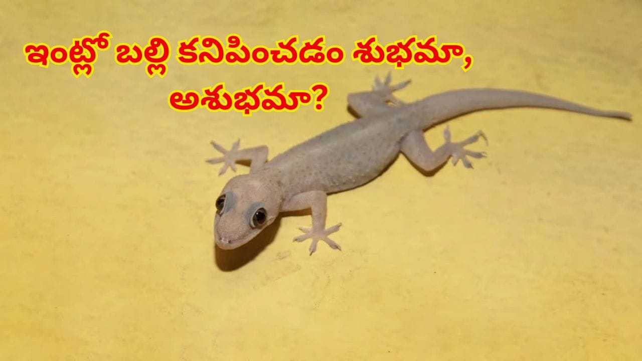 ఇంట్లో బల్లి కనిపిస్తే ఏం జరుగుతుంది? జ్యోతిష్య శాస్త్రం చెబుతున్న సంకేతాలు