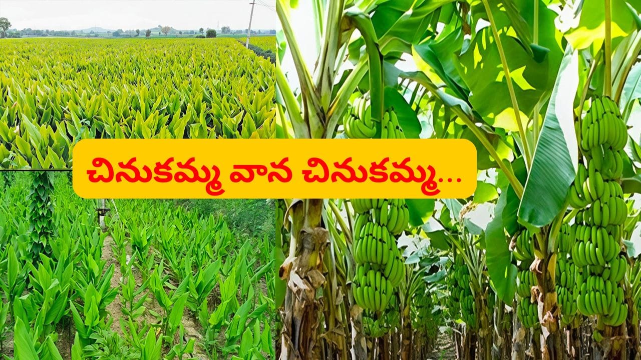 కంభం ప్రాంతంలో వర్షాలు: ఎండిపోతున్న పంటలకు ఊపిరి