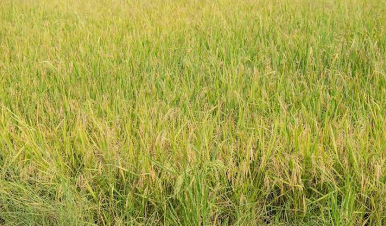 కన్యాకుమారి: 150 ఎకరాల్లో వరి పంటను ముంచెత్తిన అడవి వరి కలుపు