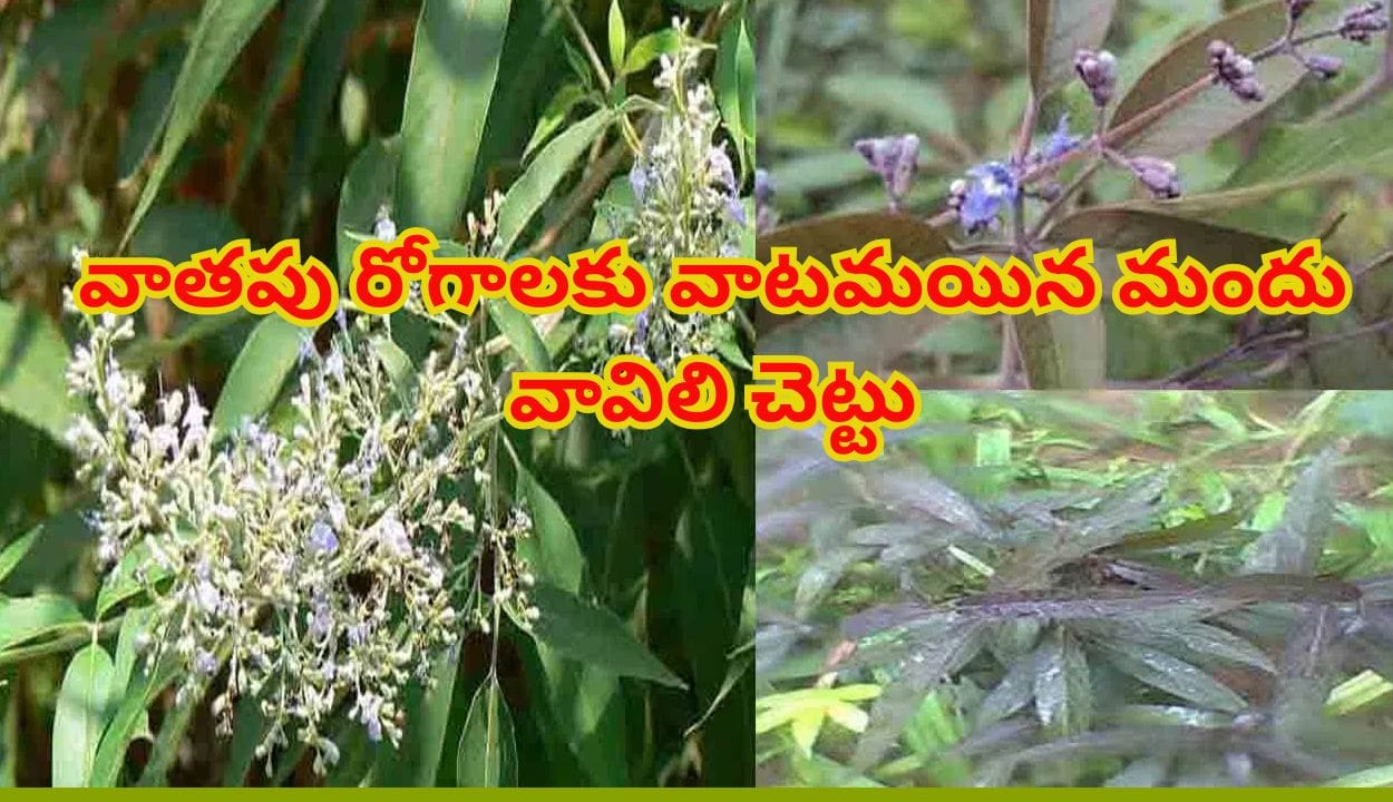 కీళ్ల నొప్పులు, శ్వాస సమస్యలకు వావిలి ఆకులతో ఉపశమనం