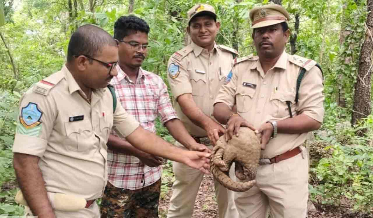 కొత్తగూడెంలో అరుదైన ఇండియన్ పాంగోలిన్ రెస్క్యూ, కిన్నెరసాని పార్కులో విడుదల