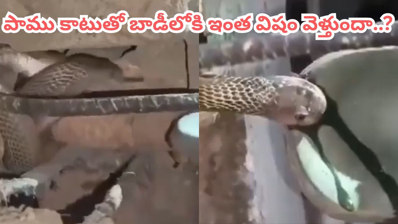పాము చెప్పులో విషం చిమ్మింది.. నెటిజన్లు భయంలో