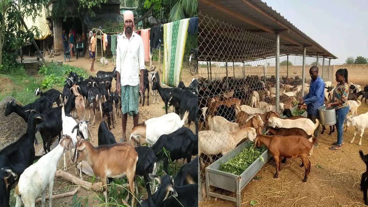 మేకల పెంపకం: అధిక ఆదాయం ఇచ్చే వివిధ జాతుల వివరాలు