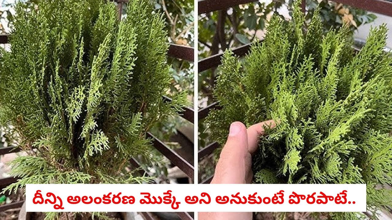 మోరేపంఖి మొక్క: అలంకరణతో పాటు ఆరోగ్య ప్రయోజనాలు