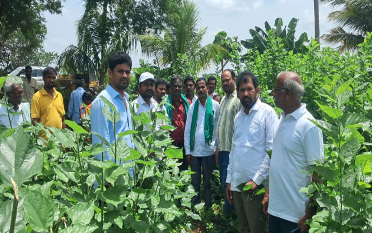 నరసింహపురంలో 70 మంది రైతులకు సెరికల్చర్పై అవగాహన