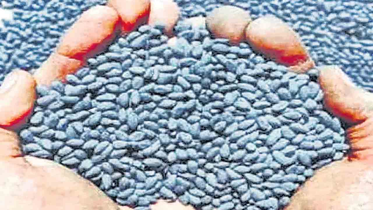 రేవంత్ ప్రభుత్వం నకిలీ విత్తనాలపై ఉదాసీనత