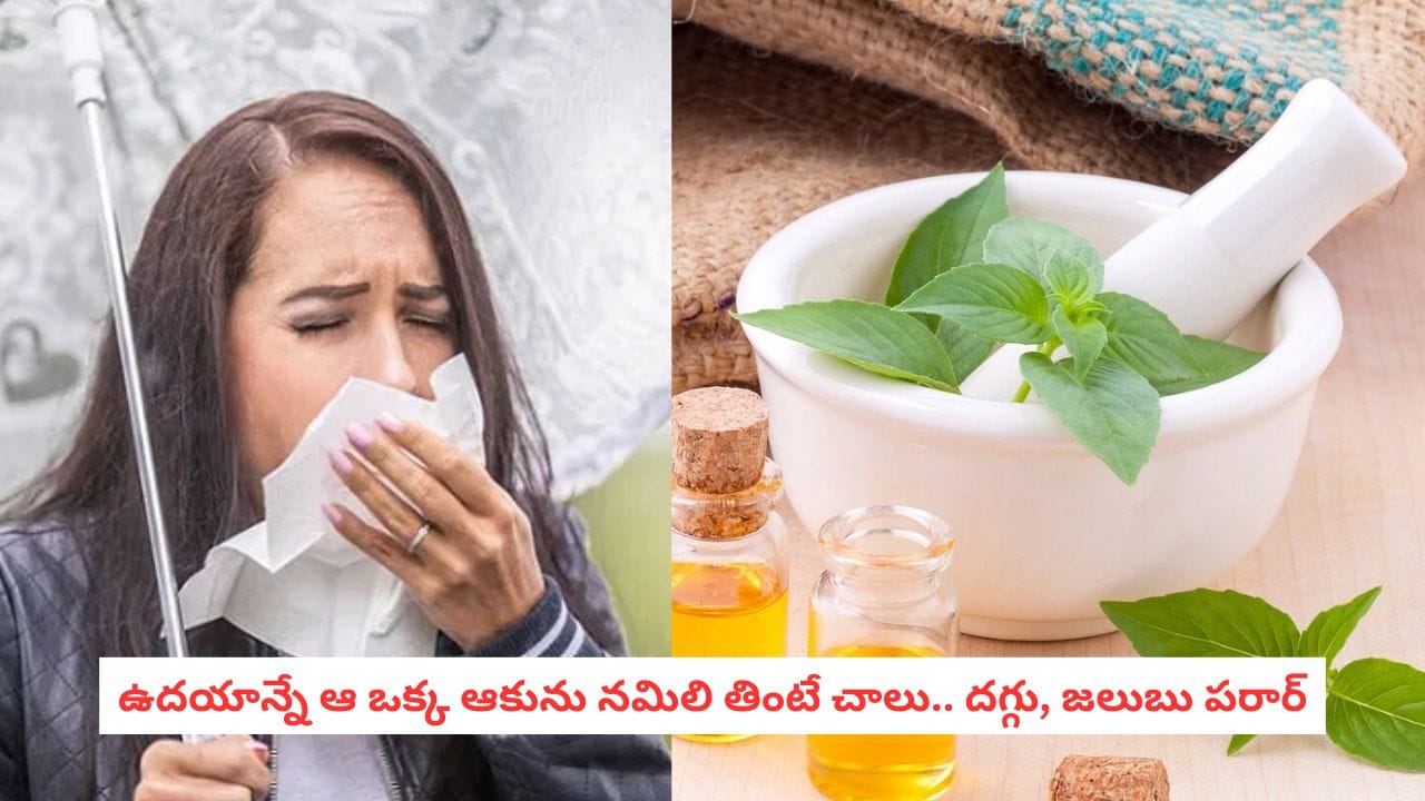 వాము ఆకులు రోజుకు ఒకటి తింటే జీర్ణం సులభం
