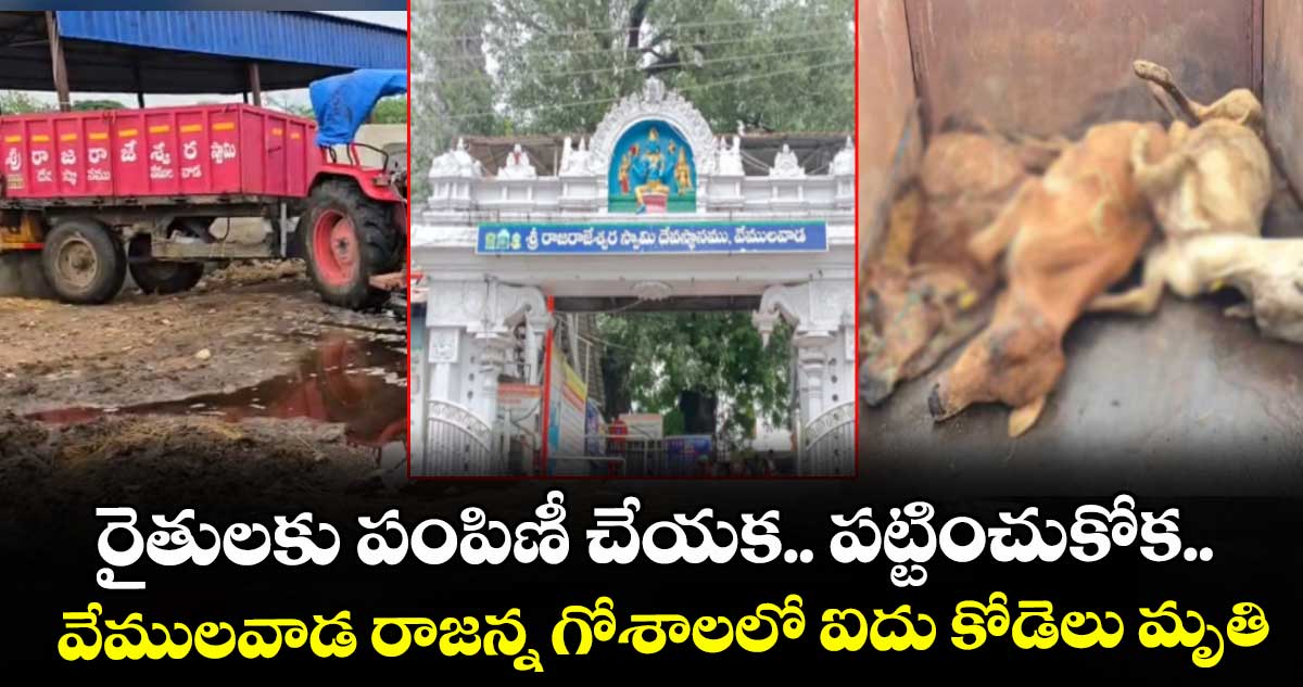 రైతులకు పంపిణీ చేయక.. పట్టించుకోక.. వేములవాడ రాజన్న గోశాలలో ఐదు కోడెలు మృతి