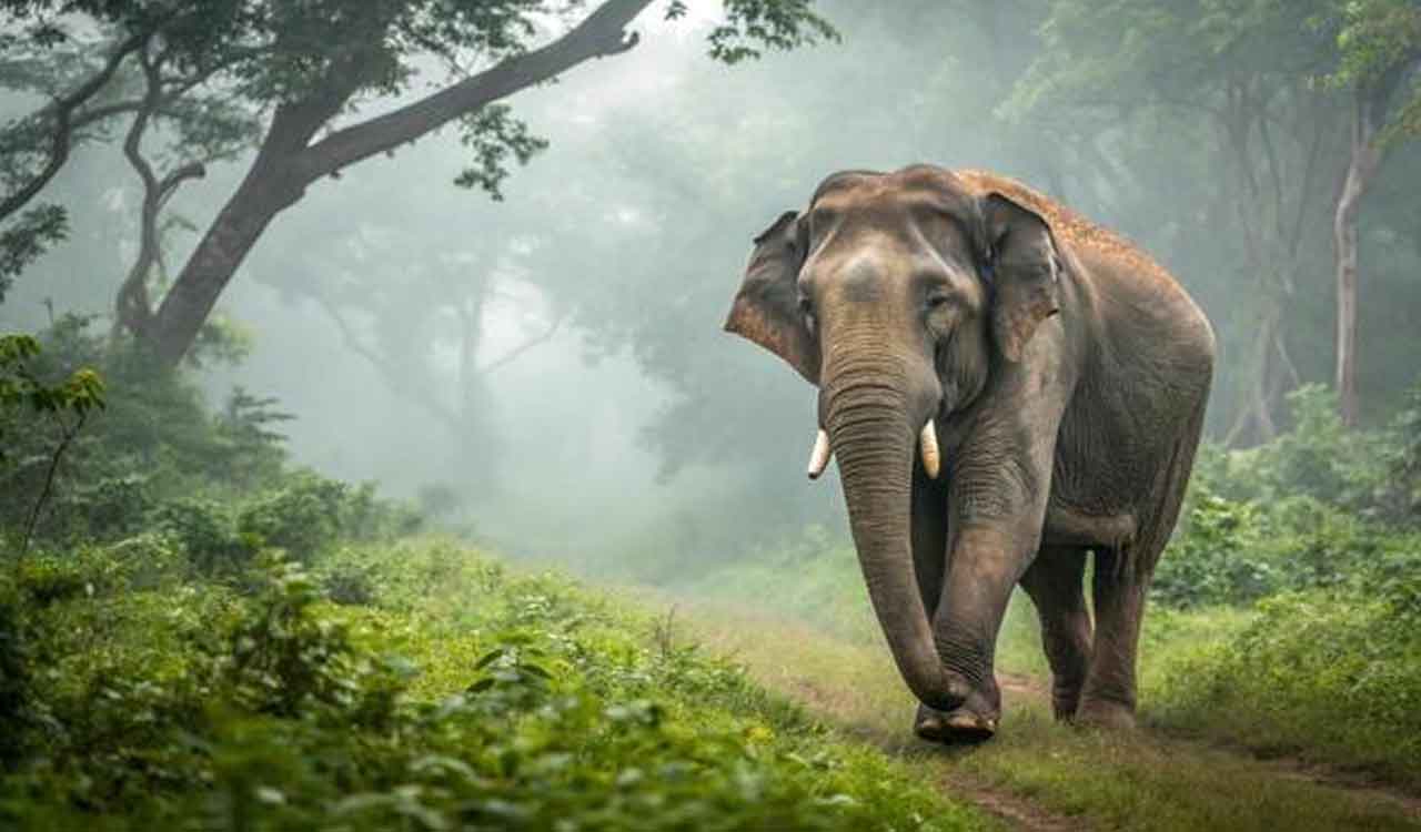 సత్యమంగళం అడవిలో ఏనుగు దాడి: రైతు మృతి