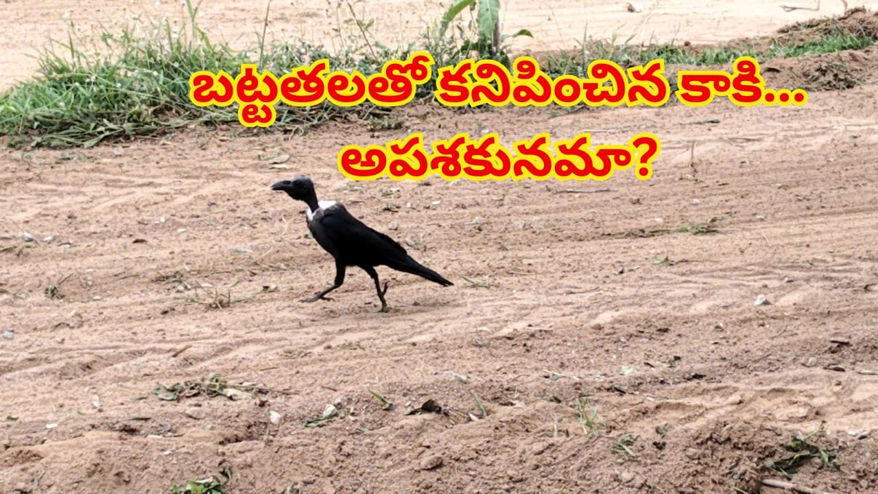 జడ్చర్లలో బట్టతల కాకి… అపశకునమా లేక సహజ ప్రక్రియ?